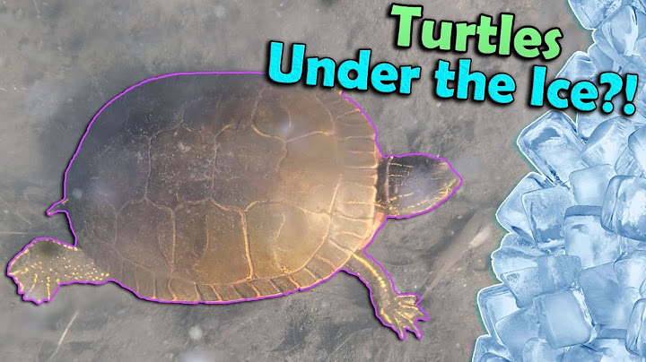 How do Turtles Hibernate?