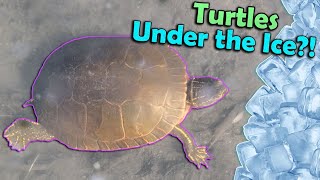 How do Turtles Hibernate?