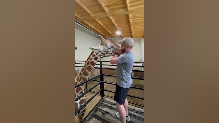 Giraffe Loves on Chiropractor!! #chiropractor #giraffe