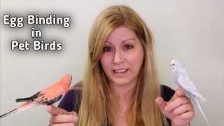 Egg Binding In Pet Birds Symptoms, Treatment And Prevention