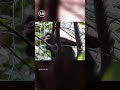 ¡Regresaron a su hogar! Reintroducen a monos a su hábitat natural en Chiapas