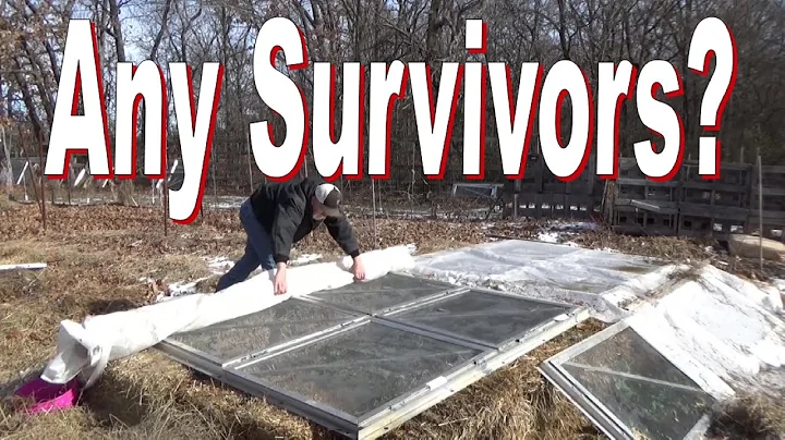 Opening The Cold Frames After The Blizzard 12-27-2022