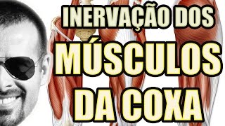 Coxa webster da anatomia sam