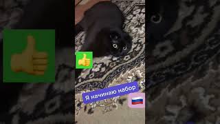 Кот набирает свою партию России🇷🇺 .Партия котов лентяев . #shorts  #котыприколы #кот #catcasper