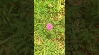 had a recording day, so heres some highlights! Stay posted this week for new facts about nature!