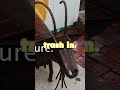 This Goat Trashcan is Garbage #shorts #goattrashcan #trashcan #response