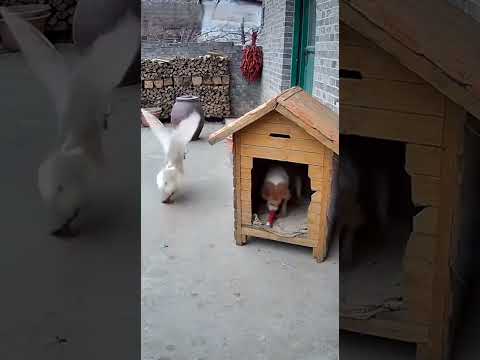 Dog: Good Thing I Ran Fast! 🐶💨