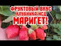 Клубника с фруктовым вку.сом, Лидер по урожайности, сорт Французской селекции, МАРИГЕТ!