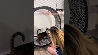 I’m his full time butler 😅🥰 #catsoftiktok #bengalcats #catfluencer #naughtycats #petfluencer