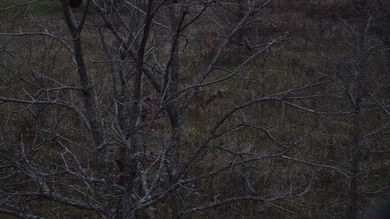Opening Day - Indiana Whitetail Firearms 2024 Pt. 2 - YouTube