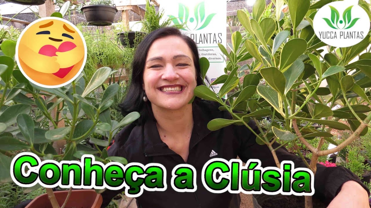 Conheça a maravilhosa Clúsia!