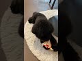 シナモ【菊池風磨を食べる】#dog #トイプードル #犬のいる暮らし #子犬 #セクゾ #菊池風磨