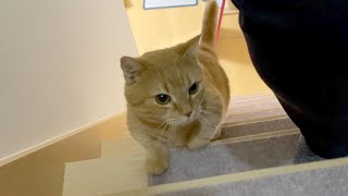 にゃんこ運動会（まったり障害物競争）-I tried an obstacle course with my cat.-