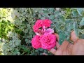 Садбарги Бехтарин аз Покистон | BEAUTIFUL PAKISTANI ROSE