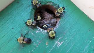 Bumblebee Nest