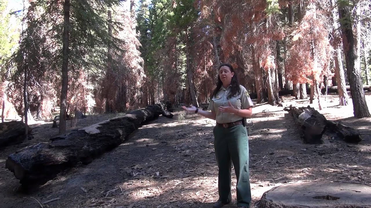 Sequoia National Forest & Trail of 100 Giants