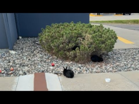 Montana bunnies