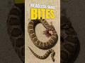 HEADLESS SNAKE BITES ITS OWN BODY | YOURFACTSBUNNY #shorts #viral #facts #trending #youtubeshorts