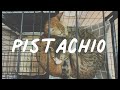 💜第一首自創歌曲😌《時間管理小丑》🤡 表情包 Pistachio