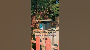 🐝🐝 swarm trap very busy 3rd April #bees