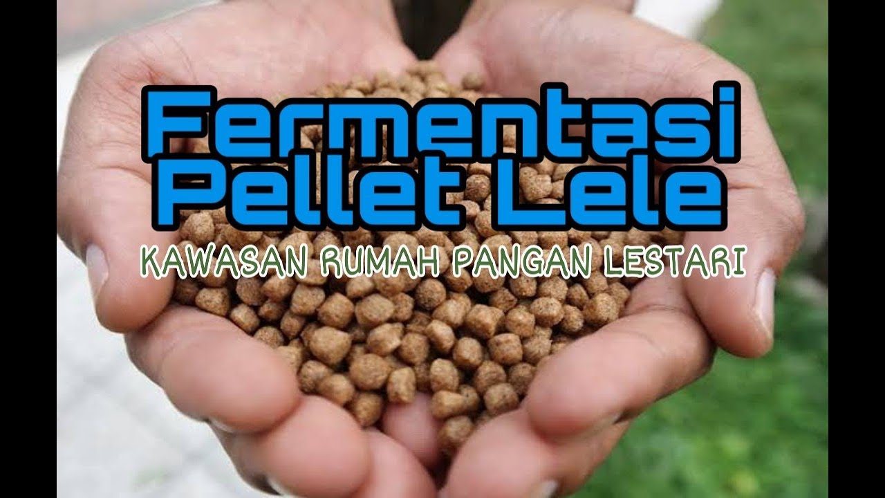 Cara Fermentasi Pelet Pakan Lele pakai Probiotik 