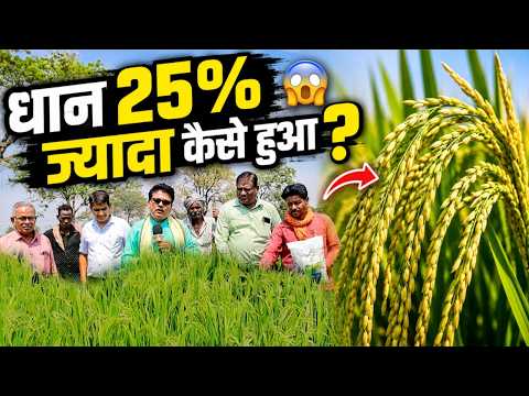 🚜 धान की बाली देखकर किसान भी चौंके | छत्तीसगढ़ खेती |Dharsiwa Paddy Farming
