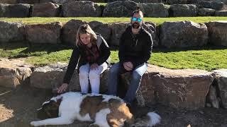 1-Year-Old Saint Bernard Hank Owner's Testimonial