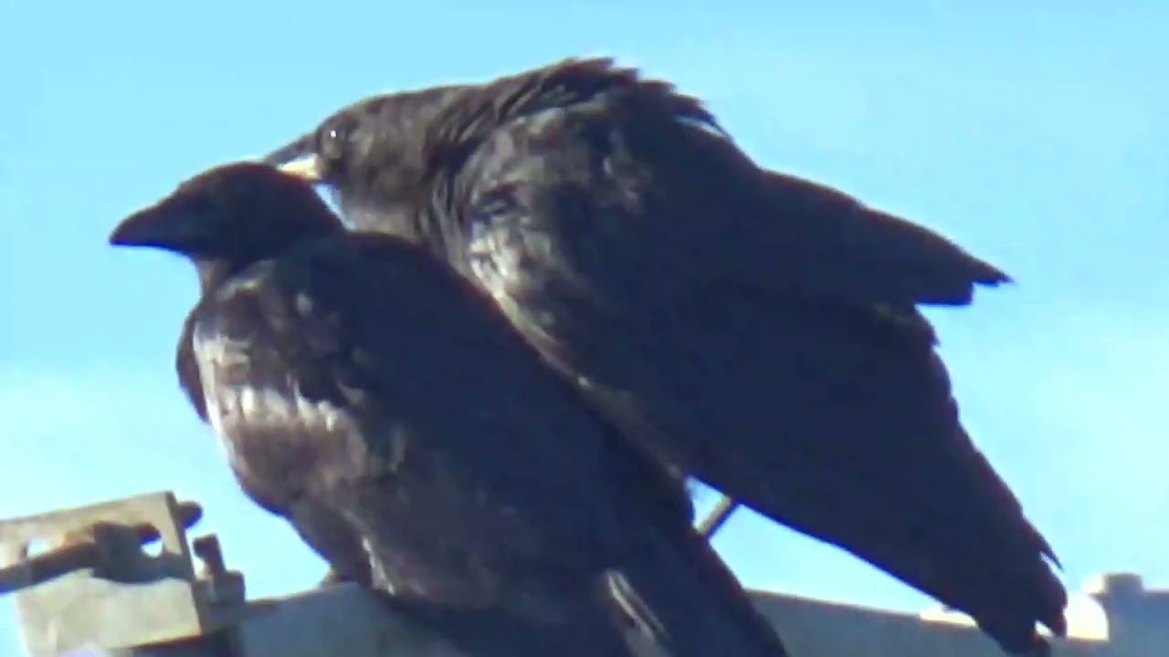 mama and papa crow and moon setting to early in the south sun setting south west  8\11\2024 7pm