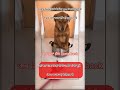 Dogesh Bhai chale gym aur ho Gaya kand#funny#dogeshbhai #memearchive#funnypost #labrador#ytmemes#yt