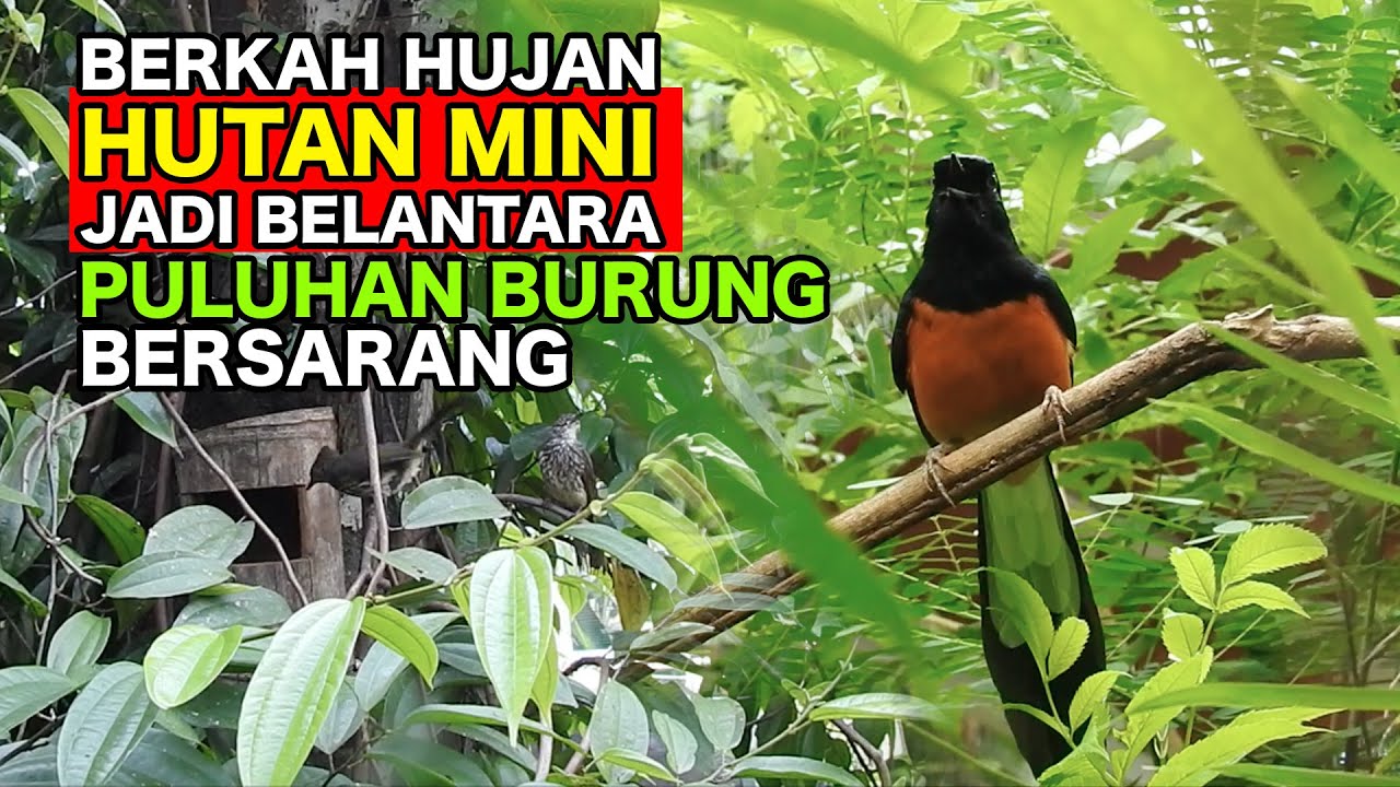 BERKAH HUJAN, HUTAN MINI JADI BELANTARA, PULUHAN BURUNG LANGSUNG