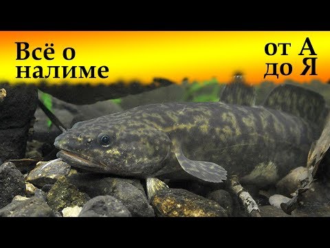 Video: Kako Rijeke Ovise O Klimi