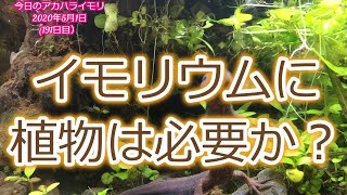 イモリウムの植物：イモリウムとイモリの飼育方法2020年5月1日