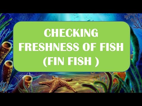 Video: Hur Man Bestämmer Fiskens Färskhet Vid Gälarna