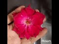 Gulab mein Kitni Pankhudiyan hai ..guess karo?
