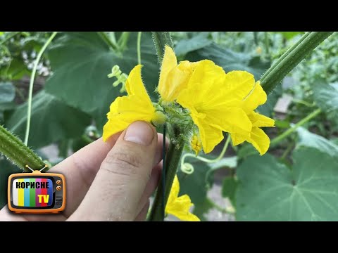 Video: Tozlandırıcı bağ nədir - Pollinatorları cəlb edən bitki növləri