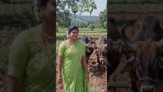 ನಮ್ಮ ಹೊಲದಲ್ಲಿ ಬಸವಣ್ಣಗಳಿಂದ ಉಳುಮೆ 🌾 | Village Farming Vlog | Traditional Farming