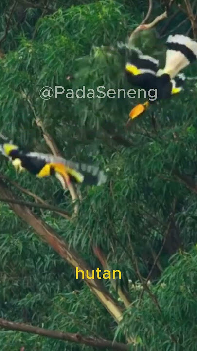 Burung Enggang Gading: Si Pemilik 'Gading' yang Hampir Punah! #shorts #faktaunik #burungenggang