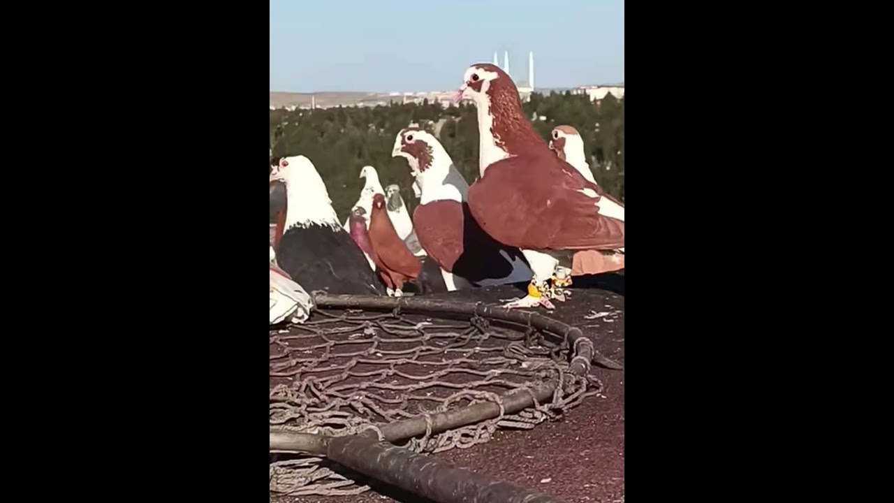 Abone Olurmusunuz. #rap #music #güvercin #yavruhayvanlar #osmaniye #pigeon #kabootar #kuslar