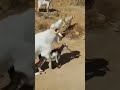 Goat Mating 