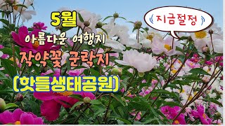 🌼5월 방문 절정기/ 아름다운 명승지 /작약꽃 군락지/ 합천 핫들생태공원