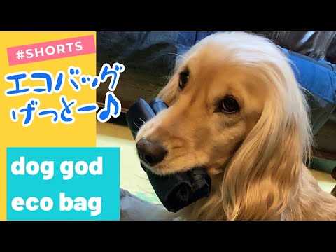 犬の日常 #Shorts(短い動画)ゴールデンレトリバーのミックス犬イタズラ大好き