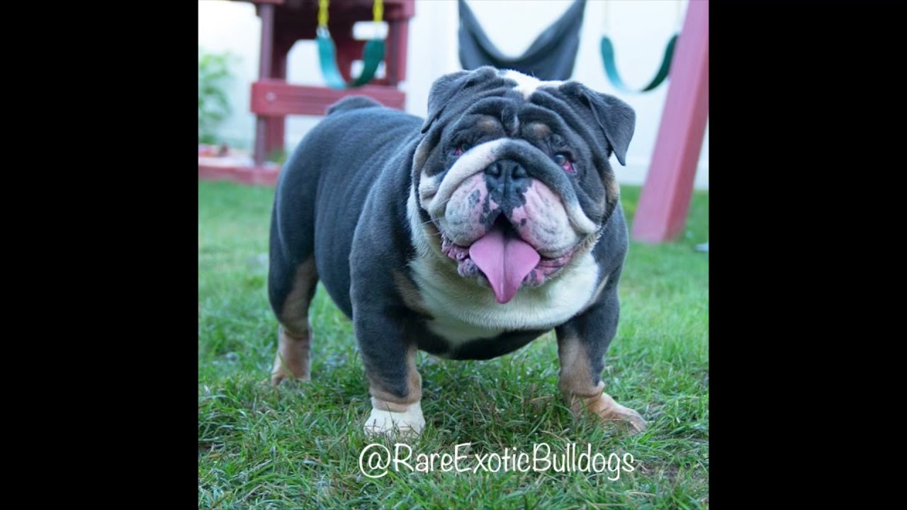 The Gospel Bible John son AKC English Bulldog Stud @RareExoticBulldogs