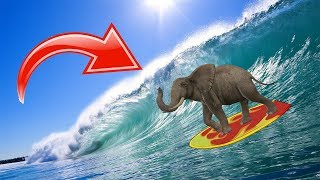 This Elephants Amazing Talent Will Make You Cry