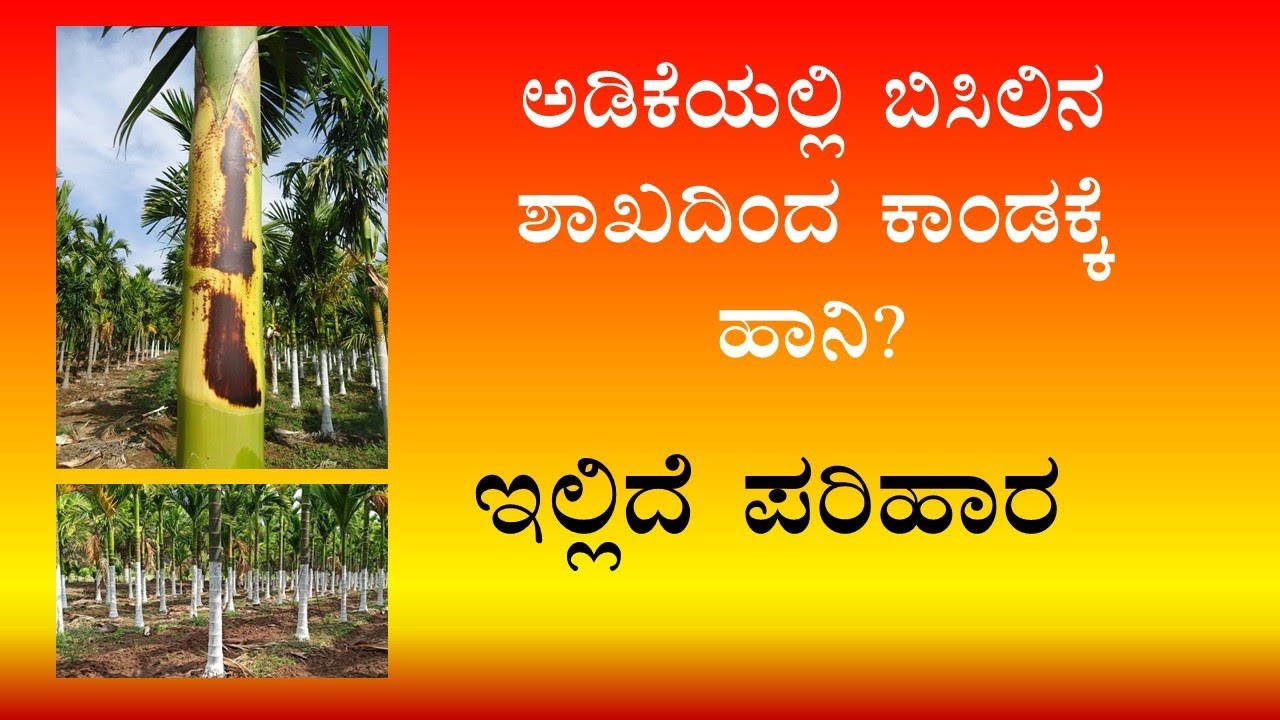 ಅಡಿಕೆಯಲ್ಲಿ ಬಿಸಿಲಿನ ಶಾಖದಿಂದ ಕಾಂಡ ಸುಟ್ಟಿದ್ದರೆ ಇಲ್ಲಿದೆ ಪರಿಹಾರ (Sun Scorching in Arecanut)