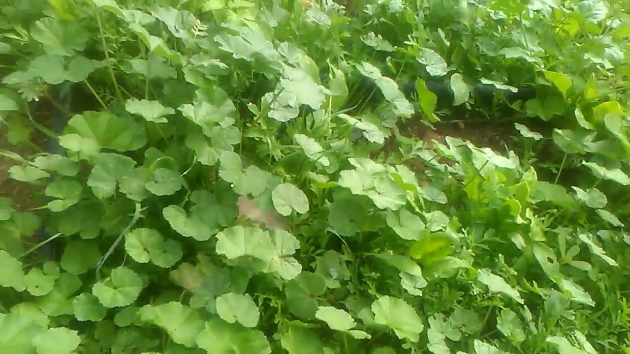 Mersin bitkisinin faydaları Mersin bitkisinin faydaları