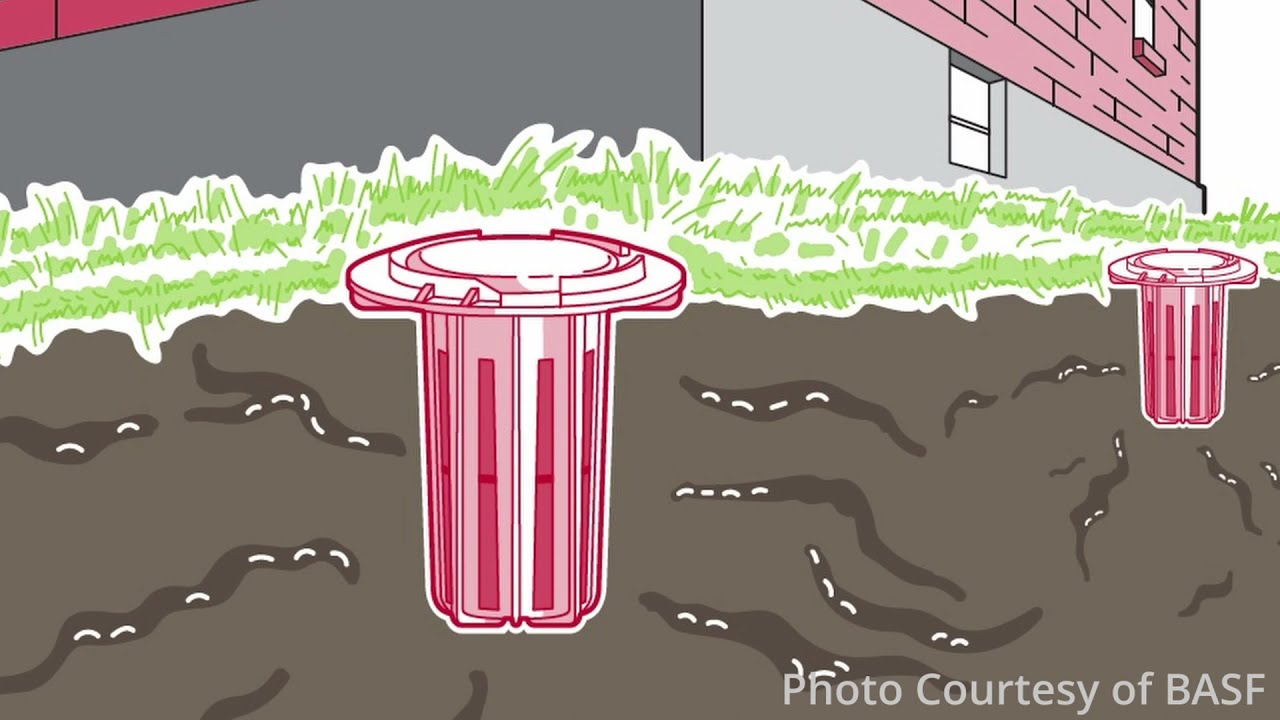 Termite Control with Maximum Pest Management