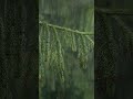 Rain Sounds #Shorts #heavyrain #Short