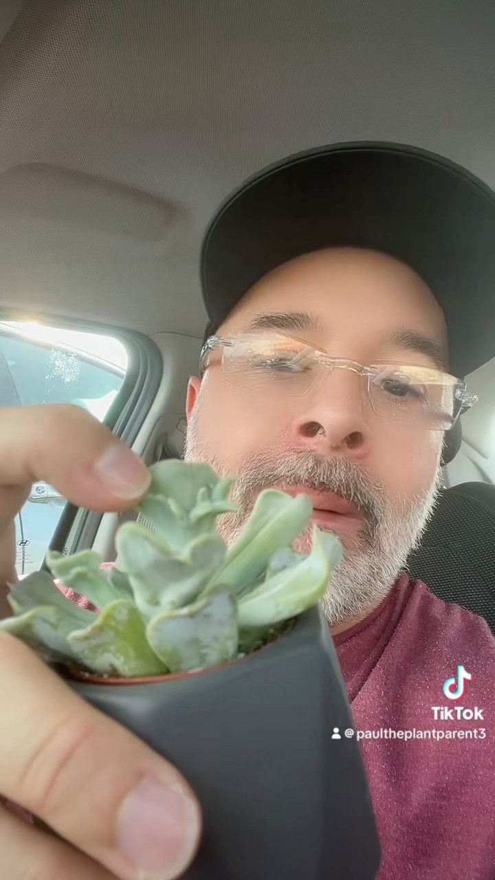Who knows what variety this is??? #echeveria #succulents