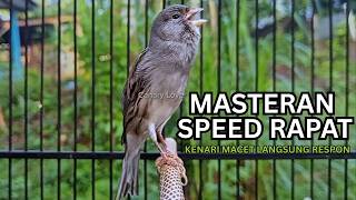 Kemewahan Suara Kenari! Baru Putar 10 Detik Kenari Muda Langsung Berani Bunyi Keras!
