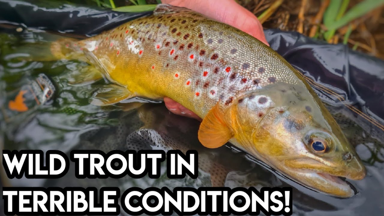 Early Season Dry Fly Fishing UK River Fly Fishing The River Dove